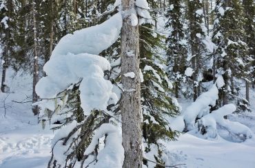 Parque Nacional Oulanka